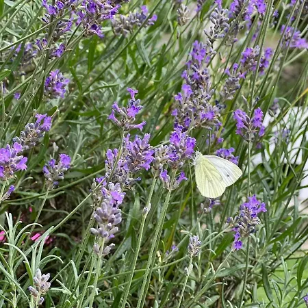 Σπίτι διακοπών L'attente Detente A 200 M Du Parc 