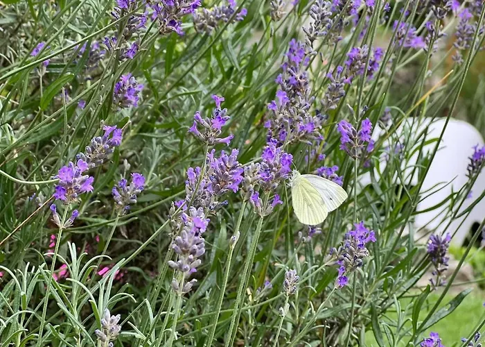Casa vacanze L'attente Détente à 200 M Du Parc  Pairi Daiza *